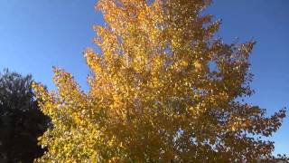 Quacking Aspen in fall color  Populus tremuloides [upl. by Anyahs791]