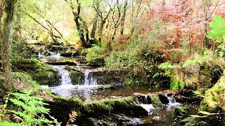 Ruisseau paisible et chants doiseaux forêt paix calme nature relaxante pour la relaxation [upl. by Nevet]