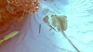 The Villages Scuba Club Cozumel Ep7 Final Episode [upl. by Airtap]