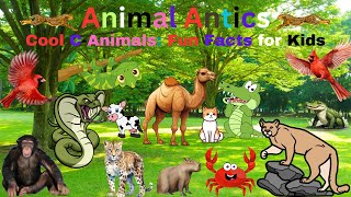 Animal Antics quotCool CAnimals Fun Facts for Kidsquot animals kidsvideo education learning [upl. by Capp630]