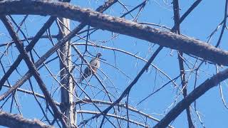 Band Tailed Pigeon Patagioenes fasciata [upl. by Ardnahc]