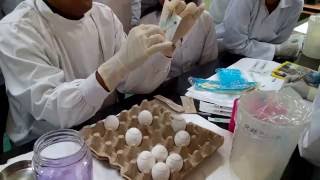 Egg inoculation 23 Inoculating the allantoic cavity [upl. by Alathia133]