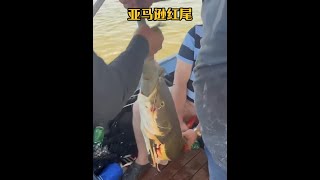 戶外捕魚：漁民在亞馬遜河釣魚時發現了一條翻著白肚皮的紅尾鯰 釣魚 亞馬遜 戶外 [upl. by Galateah]