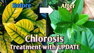 Chlorosis Best Treatment for Yellow Leaves with UPDATE How to Treat Yellow Leaves on Plants [upl. by Harlan938]