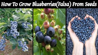 How To Grow Falsa BlueberryPlant from Seeds  Grow Phalsa in Pots  Love For Garden [upl. by Shantha]