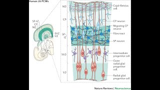 Layers of neurons of the Cerebral cortex Molecular pyramidal and Granular layers [upl. by Montgomery]