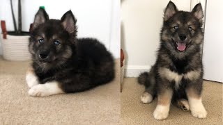 My Husky As A Puppy Rare Agouti Husky [upl. by Tertias841]