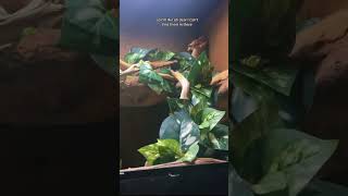 my whites tree frog escaped frog frogs pets reptile reptiles animals funnyanimals funny [upl. by Bork]