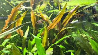 Harlequin  Espei  Chili  RASBORA TRIO [upl. by Aleydis]