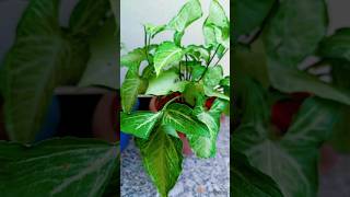 Best 5 Indore plant s🌿light careing plants 🌱gardening houseplants indoorplants shorts ytshorts [upl. by Irahs]