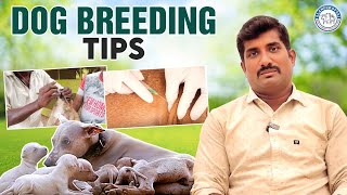 DOG BREEDING  EVERYTHING YOU NEED TO KNOW  BEGINNERS GUIDE  ALANGU DOG FARM [upl. by Crissie]