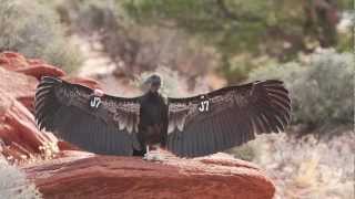 Wild California Condors Made Here [upl. by Einhorn]