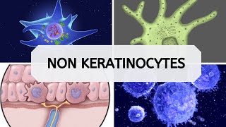 NON KERATINOCYTES [upl. by Adolf]