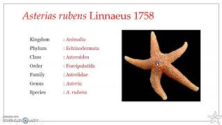 Asterias rubens  Star fish  Systematic position [upl. by Aipotu]