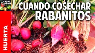 Cuando es el mejor momento para cosechar rabanito y mas trucos cosasdeljardin [upl. by Assinna407]