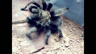 Aphonopelma quoteutylenumtypequot feeding [upl. by Einnaffit]