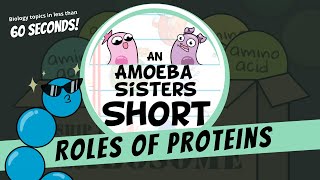 Roles of Proteins  Amoeba Sisters Shorts [upl. by Nosbig]