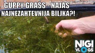 Nezahtevna Biljka za Akvarijume  Guppy Grass  Najas guadalupensis  Akvaristika [upl. by Maddie]