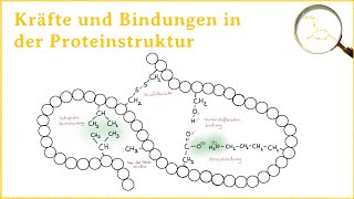 Kräfte und Bindungen in der Proteinstruktur Tertiärstruktur [upl. by Ehcor255]