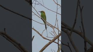 Green bee eater migratory bird youtubeshorts birds wildlife [upl. by Ardnaxila965]