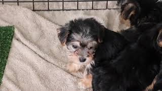 Morkie Puppies Exploring SD 480p [upl. by Auod]