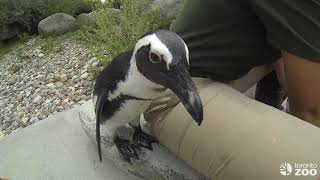 Toronto Zoo Penguin ColonyFeeding [upl. by Jordon542]