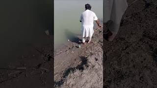 Fish Farming in River Sindh Pakistan fish ka shikar fish fishing fishingvideo fishhunting [upl. by Dacey]