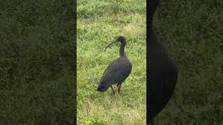 Red napped ibis bird in the ground [upl. by Mcnutt645]