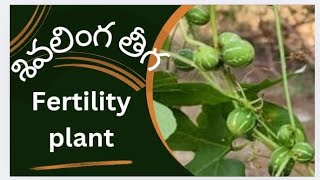 farmingలింగదొండBreyniafertilityplant DiplocyclosmedicinalplantsDrMurthyPlant Worldtelugu [upl. by Divan]