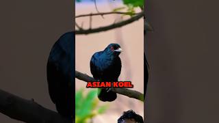 Asian Koels The Parasites of Bird Kingdom shorts youtubeshorts youtube shortvideos viral fyp [upl. by Zelde]