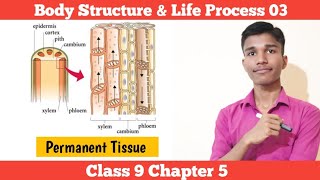 Permanent Tissue  Body Structure amp Life Process  Class 9 Science Chapter 5 In Nepali [upl. by Dnalevelc]