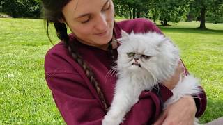 Wilfred Warrior Cuddled in Park [upl. by Lilithe]