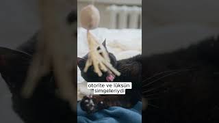 FRANSADA İLGİNÇ KEDİ KATLİAMI tarih kedi [upl. by Ennayhc39]