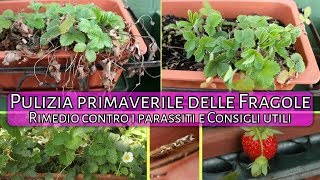 Pulire le FRAGOLE  RIMEDIO BIO contro i PARASSITI  CONSOCIAZIONI ideali e CONSIGLI di coltivazione [upl. by Intisar]