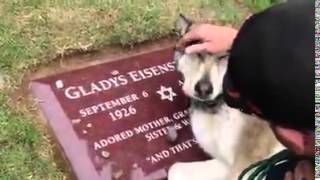 Top Video Un Chien Pleure Sur La Tombe De Son Maître 2016 HD [upl. by Hoyt644]