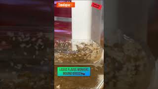 Timelapse of my Lasius Flavus workers transporting brood 🐜 ants antscolony antkeeping [upl. by Anawat]