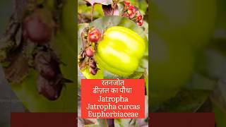 Jatropha BiodieselPlant biologywalesir ratanjot jatropha curcas euphorbiaceae disel plant [upl. by Eberhart]