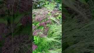 Zindagi Ki Na Toote Ladi 🌹🍁⏳ Nature Scenery Viralreels🍃🌿🌈 Shortvideos🥀🌺 Like 🤌🏻 [upl. by Ruscio910]