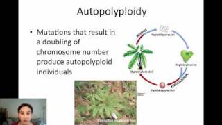 Sympatric Speciation via Polyploidy [upl. by Kim893]