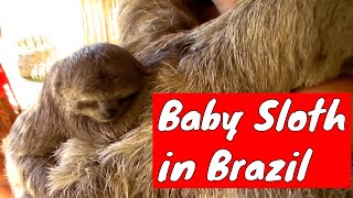 Sloth and her baby in Porto Seguro Brazil [upl. by Gabbi]