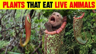 PLANTS WHICH EAT LIVE ANIMAL  CARNIVOROUS PLANTS [upl. by Esile728]