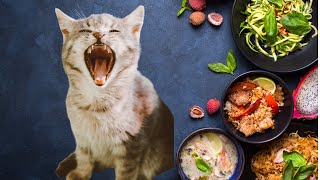 Ultimate Funny Cats Gagging Compilation The Funniest Reactions Ever 😸 [upl. by Sirkin572]