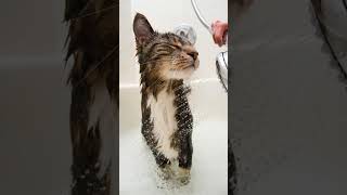 Adorable Kittens Getting Their First Bath 🛁🐾 Too Cute to Miss kittens cats bathing viralshorts [upl. by Viglione175]