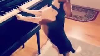 Dogs Got Talent  Dogs Piano  9GAG it [upl. by Leith]