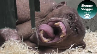 Jambo The Hairless Chimpanzee Is Getting Ready To Go To Sleep [upl. by Odnarb]