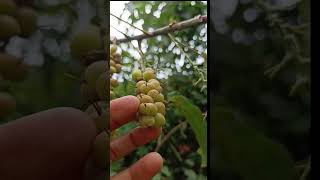 Reconnaître le Djeka facilement dans la Nature grâce à ses fruits djeka [upl. by Ferdinanda]