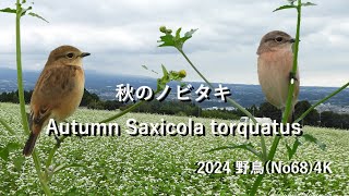 2024 野鳥No684K 秋のノビタキAutumn Saxicola torquatus [upl. by Bee2]