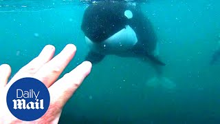 Incredible moment killer whales brush past swimmer in New Zealand [upl. by Nutsud]