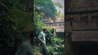 Tegenungan Waterfall bali baliindonesia travel viralvideo viralshorts [upl. by Bruyn]