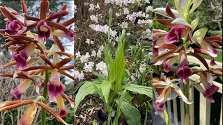 2443 我是怎麼養鶴頂蘭的 Phaius tankervilleae reblooming [upl. by Renault]